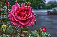 【画像素材】雨に濡れたバラの花