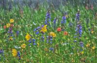 【画像素材】小雨で濡れた草原の花