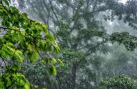 【画像素材】木々の葉を覆い尽くすほどの暴風雨