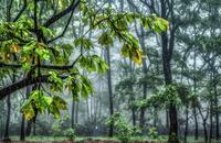 【画像素材】木々に降りしきる大粒の雨