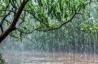 【画像素材】滴る川の水滴を滴らせる大雨