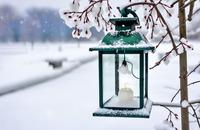 【画像素材】雪の舞う日、雪吊りに飾られたあんどん