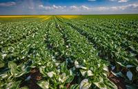 【画像素材】野菜を傷めたあられ