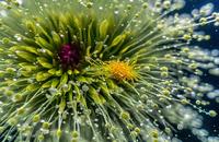 【画像素材】花粉が水中で水草の花に届く