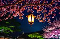 【画像素材】夜桜の下に吊るされた艶やかなあんどん