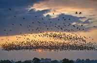 【画像素材】夕暮れの空を飛ぶスズメの群れ