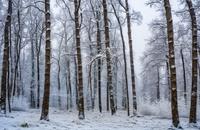 【画像素材】霜が降りた森の雪景色のコントラスト