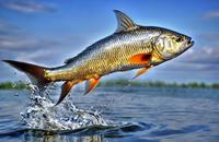 【画像素材】水面から飛び出す魚