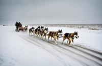 【画像素材】吹雪の中、雪原を駆け抜ける犬ぞり隊