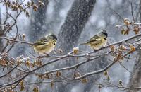 【画像素材】森の中の鳥たちがみぞれの中で餌を探す