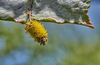 【画像素材】木の枝に付着した花粉