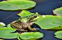 【画像素材】湿地の水辺で獲物を見つめるカエル