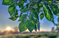 【画像素材】木の枝に朝露が光る