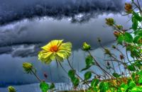 【画像素材】風雨に耐える花