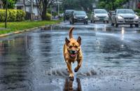 【画像素材】雨上がりの濡れたアスファルトの上を歩く犬