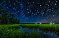 【画像素材】湿地の夜に輝く蛍