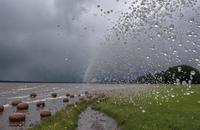 【画像素材】大型で丸みのある雹が降る