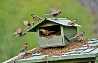 【画像素材】巣箱から飛び立つスズメの群れ