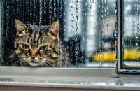 【画像素材】小雨に濡れた窓に映る猫