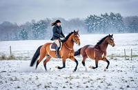 【画像素材】雪原を駆け抜ける馬と騎手