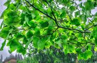 【画像素材】暴風雨で揺らめく木々の葉