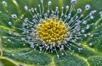 【画像素材】花粉が水草の花から飛び出す