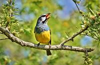 【画像素材】木の枝で鳴く鳥