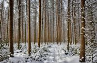 【画像素材】雪の降り止んだ後の森の静寂