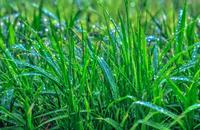 【画像素材】小雨に濡れる草原