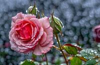 【画像素材】雨上がりに露で濡れたバラの花