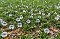 【画像素材】直径数センチの大きな雹が公園の芝生に積もる