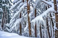 【画像素材】雪が積もった木々から落ちる雫