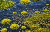 【画像素材】花粉が川を流れて水草に付着