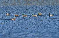 【画像素材】湖面に群がる水鳥の多様性