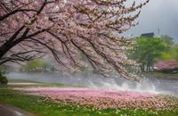 【画像素材】嵐の中、吹き荒れる桜の花びら