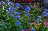 【画像素材】雨上がりの濡れた花に光が当たる