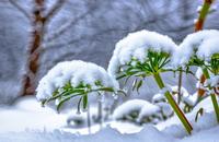 【画像素材】雪に覆われた花