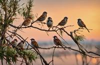 【画像素材】朝の木に留まっているスズメの群れ