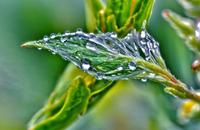 【画像素材】花の蕾に朝露が輝く