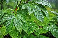 【画像素材】雨に濡れた緑の葉