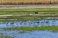 【画像素材】湿地の水辺で餌を探す鳥