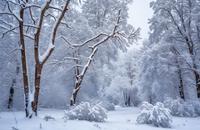 【画像素材】雪景色の中で霜の降りた木々