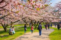 【画像素材】桜の木の下で花見を楽しむ人々