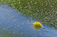 【画像素材】花粉が風に吹かれて水面に届く