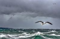 【画像素材】嵐の中で飛ぶ海鳥