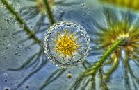 【画像素材】花粉が水面で水草の花に達する