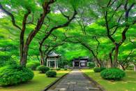 【画像素材】新緑に囲まれた神社の参道