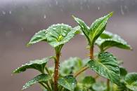 【画像素材】新芽が雨滴を浴びる