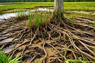 【画像素材】湿地帯で育つ植物の根が張った土