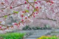 【画像素材】小雨に濡れた透明な桜の花びら